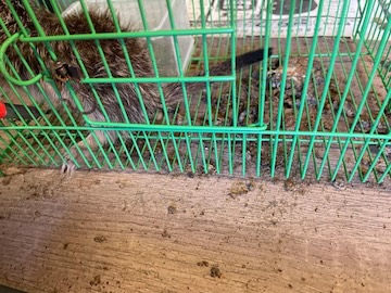告発について