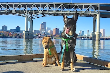 「犬を売らない町」オレゴンの文化と動物愛護の実情