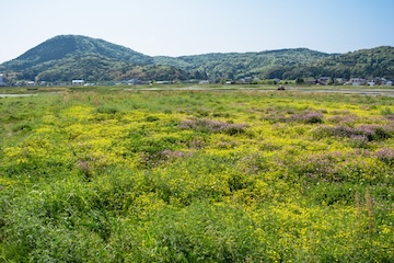 ダニ麻痺症の基礎知識と予防策